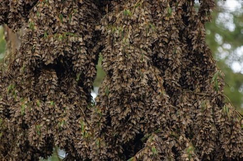 Ofrece mariposa monarca espectáculo natural inigualable para visitantes