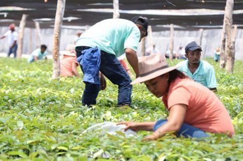 Contratarán en 2020 a más de 400 mil sembradores de árboles