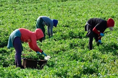 Viajan 260 mexicanos a Canadá para laborar en programa agrícola