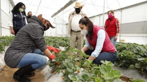 Apoyan a productor de fresa orgánica en #Huixquilucan