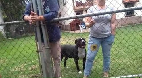 Perros pitbull atacan a anciano y le arrancan sus dos orejas