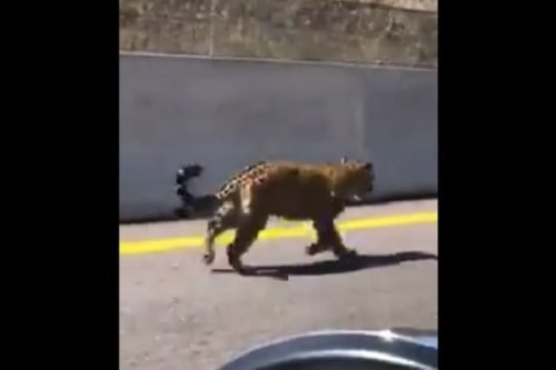 Captan a jaguar corriendo en carretera de Nayarit