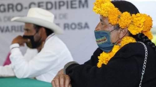 Indígenas mexiquenses buscan certificación de nueva variedad de rosa