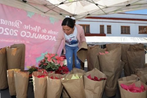 Inicia venta de nochebuenas mexiquenses