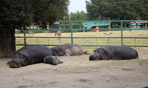 Nace cría de hipopótamo del Nilo en Parque Ecológico Zacango