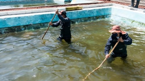 Edoméx trabaja para garantizar sanidad en Centros Acuícolas