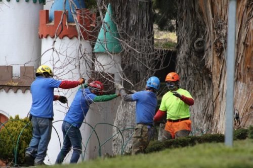 Realizan mantenimiento a árboles del Parque Ecológico «Zacango»