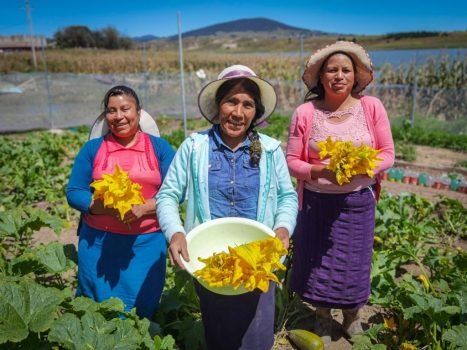 Fortalecen a mujeres mazahuas a través de capacitación sobre producción de hortalizas orgánicas para autoconsumo y comercialización