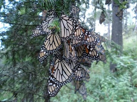 San José del Rincón cuenta con reserva natural de la Mariposa Monarca