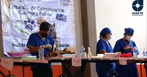 Realizan campaña de esterilización canina y felina en Tenango del Aire