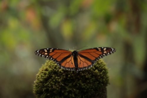 GEM y WWF México trabajan en la preservación de la Mariposa Monarca