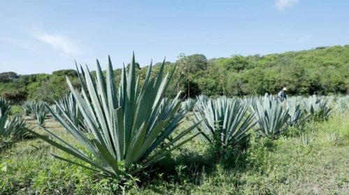 Productores de agave del sur del Edoméx buscan consolidar ruta turística del mezcal