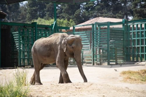 Parque Ecológico «Zacango» lamenta fallecimiento de su elefante más longeva