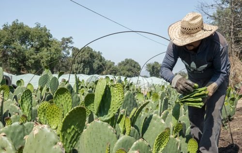 Edoméx, primer lugar en producción nacional de tuna y xoconostle