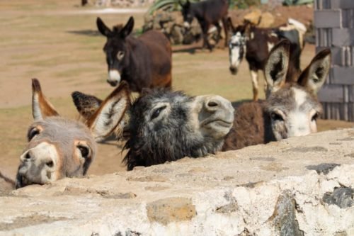 No te puedes perder la Feria del Burro en Otumba