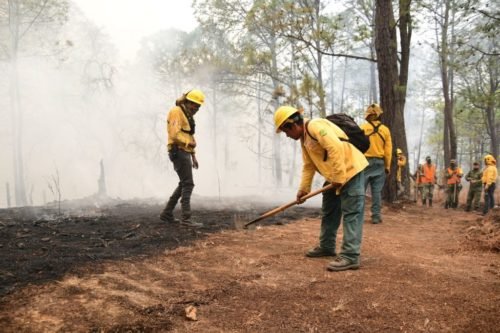 Probosque celebra 32 años de servicio, fomentando el manejo y cuidado de nuestros bosques