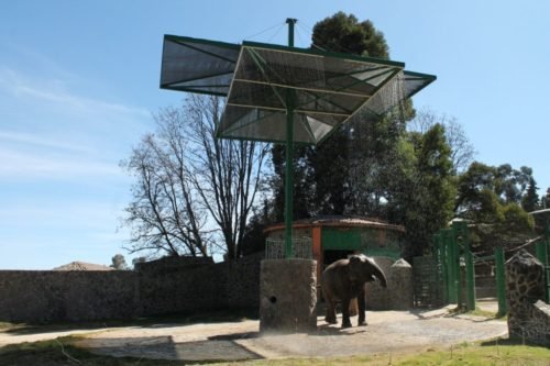 Parque Ecológico «Zacango» traslada a elefante asiático a santuario