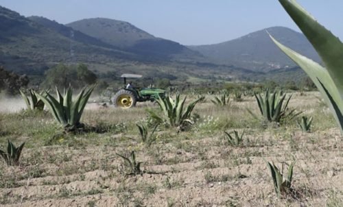 Edoméx ocupa primeros lugares de producción agropecuaria y forestal