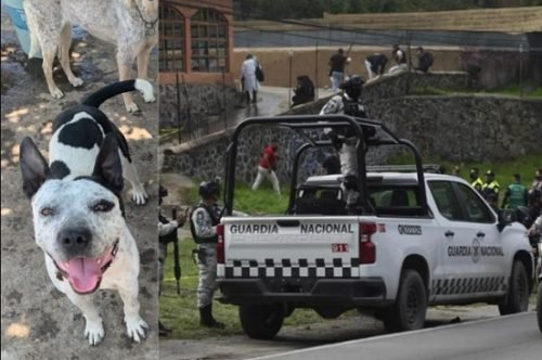Denuncian presunta desaparición de perros de una pensión tras operativo en Topilejo