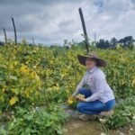 Apoyo al campo rinde frutos en Amecameca: alcaldesa Ivette Topete resalta avances en desarrollo agrícola 🌱🍅