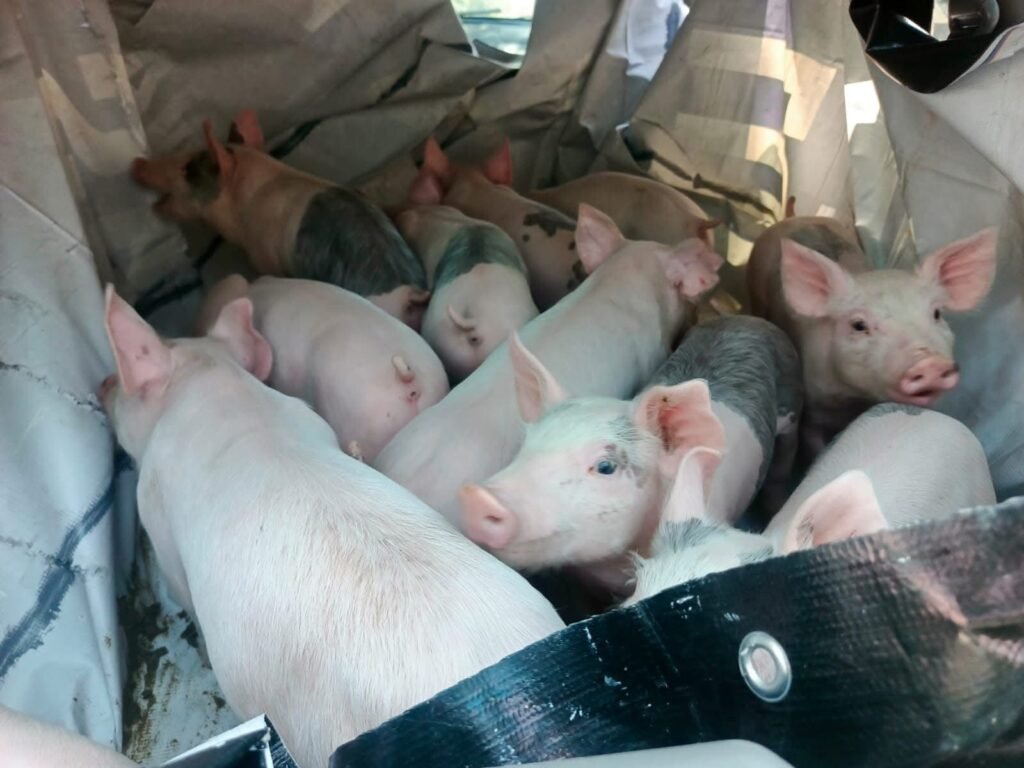 Impulsa Dra. Ivette Topete economía familiar con entrega de lechones a productores de Amecameca