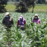 Gobierno del EdoMéx impulsa a productores con PROMAÍZ EDOMÉX; apoyos de hasta 6 mil pesos por hectárea