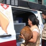 Ley de Protección y Bienestar Animal en Edoméx sanciona el maltrato y permite persecución de oficio