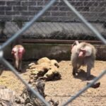 Aseguran fauna exótica en Chalco; rescatan pumas, león, tigre blanco y otras especies