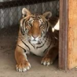Escapa tigre en Tepetlaoxtoc; despliegan operativo y piden a la población no salir de casa